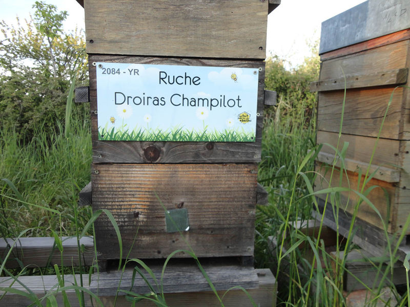 La ruche